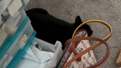 Cute Precious Piper Inspects the Desk Area - My Adopted Shelter Cat Vlog