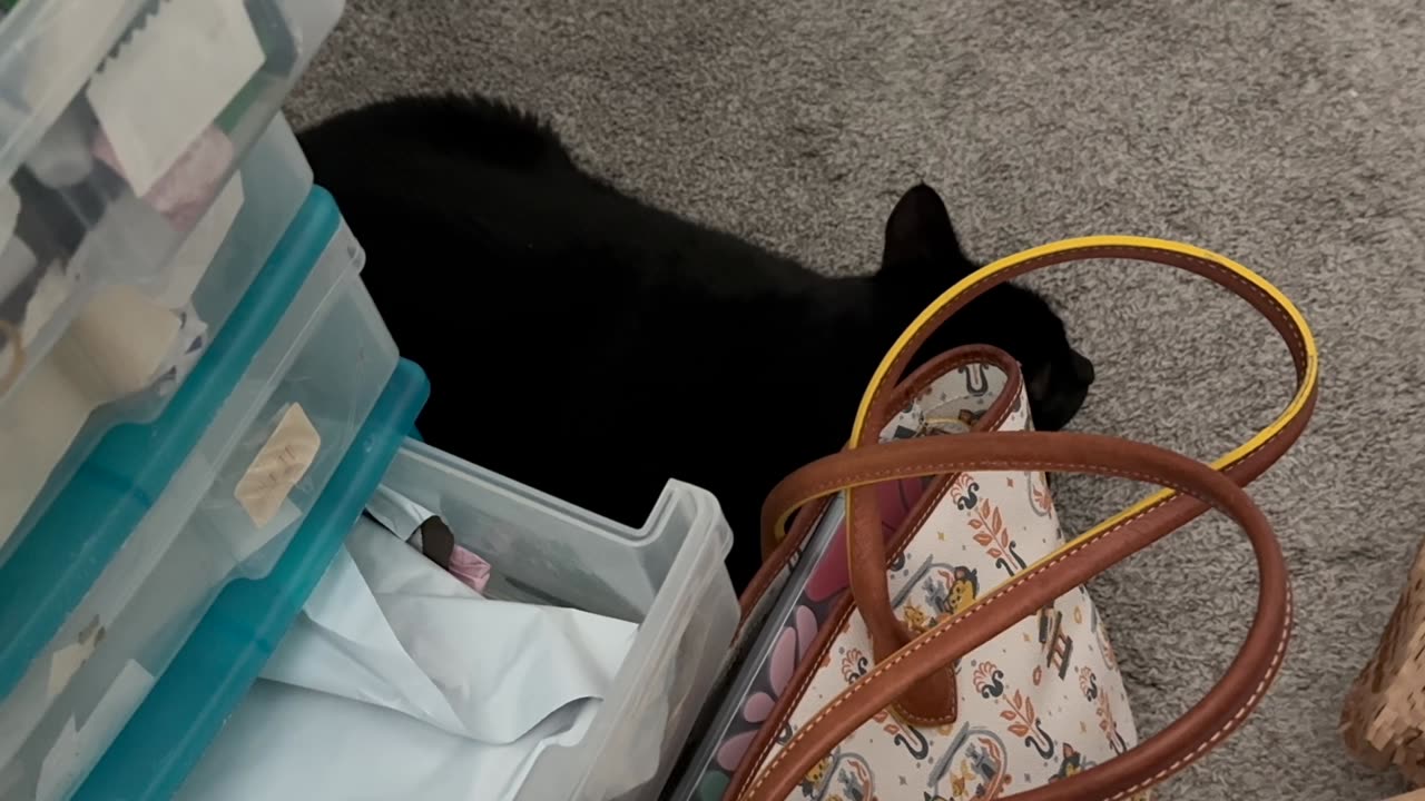 Cute Precious Piper Inspects the Desk Area - My Adopted Shelter Cat Vlog