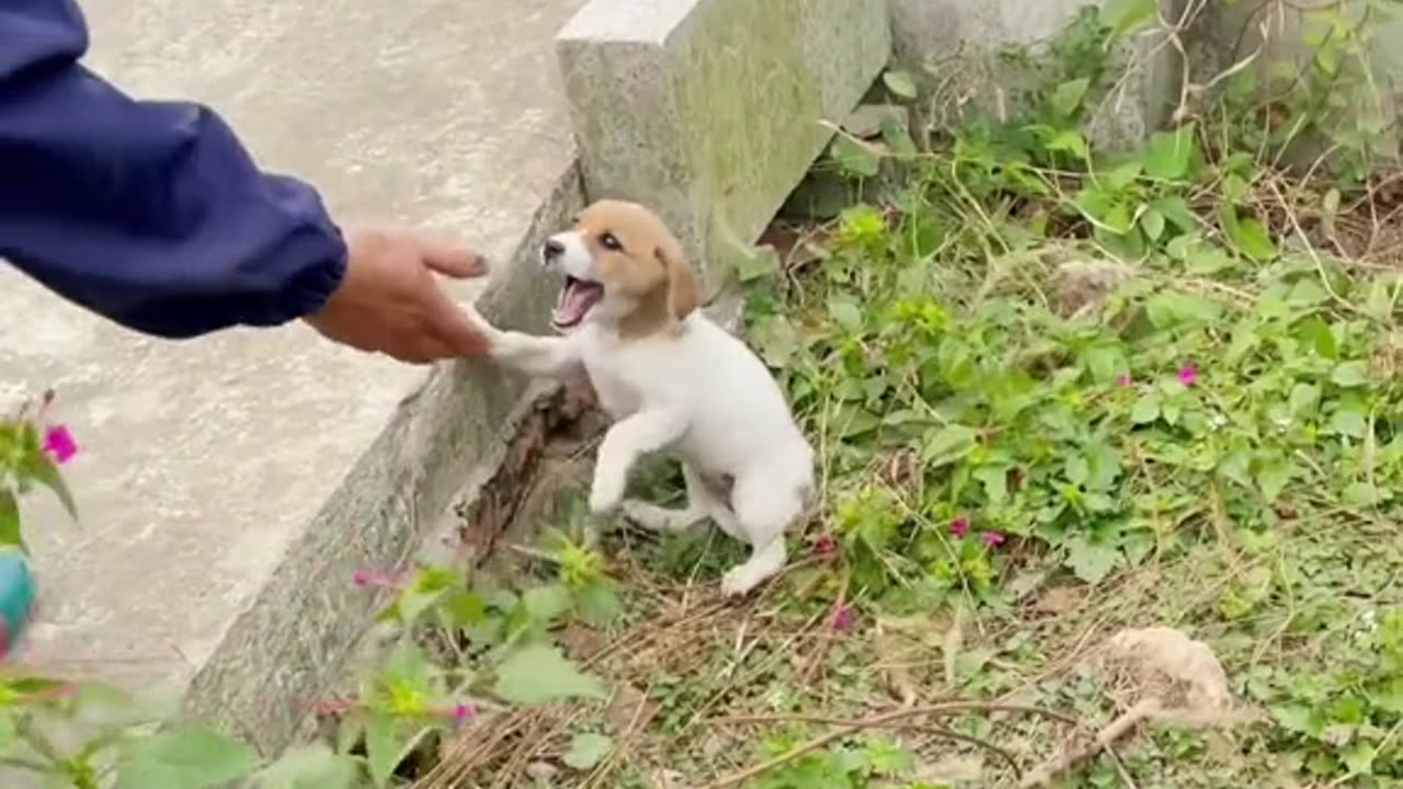 We answered a call that an abandoned puppy in a yard had no food for 3days and kept everyone away