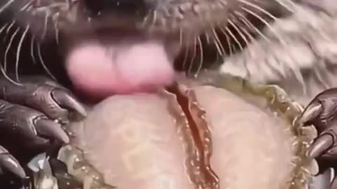 River Otter New Skill