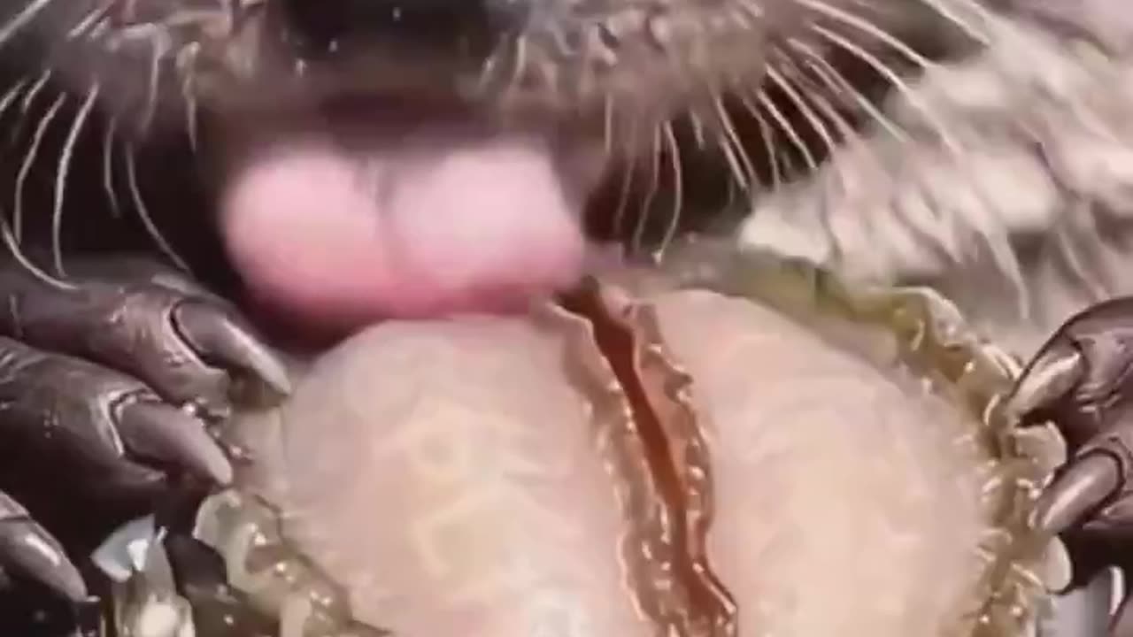 River Otter New Skill