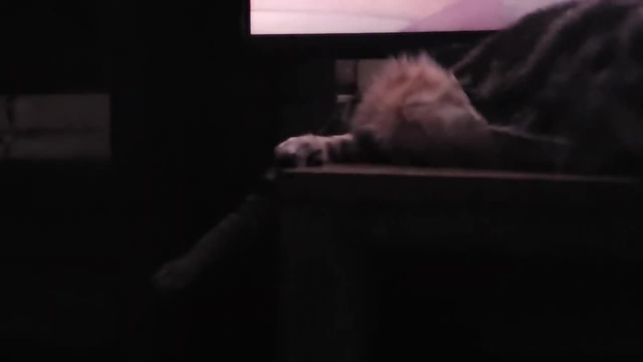 Brother Cat Gut (July 11, 2025)