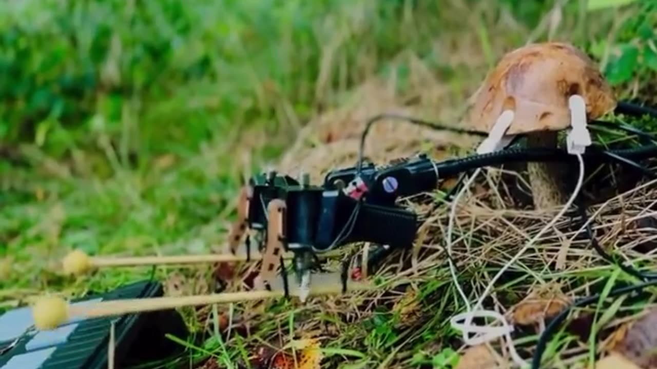 🧠💻 This Mushroom Produces Music Through Bioelectric Signals! | FeedMyCuriosity