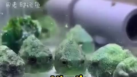 This Fish Looks Like a Rock?!