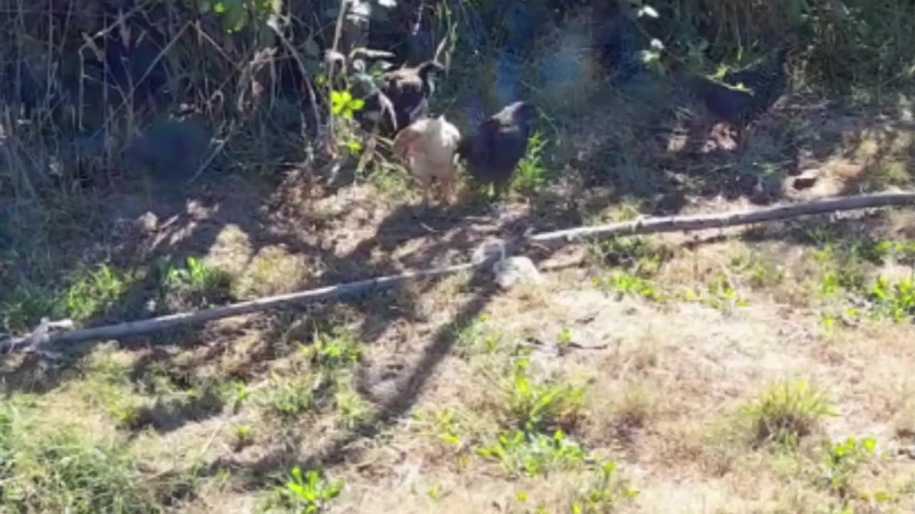 hen