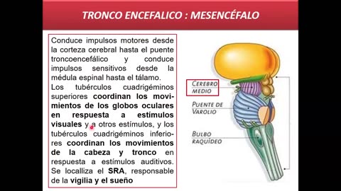 SAVIA REGULAR 2025 | Semana 16 | Anatomía