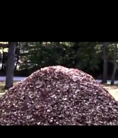 Yippeeee!! Nothing like a big pile of leaves!