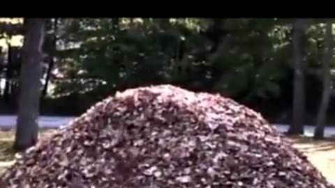 Yippeeee!! Nothing like a big pile of leaves!