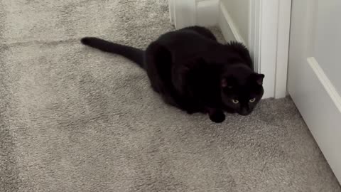 Cute Precious Piper Wants to Inspect the Primary Closet - My Adopted Shelter Cat Vlog