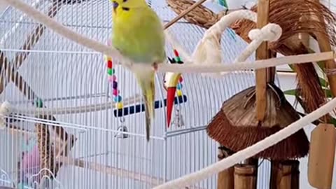 HD parrot video viral beauty famous usa canada german reels