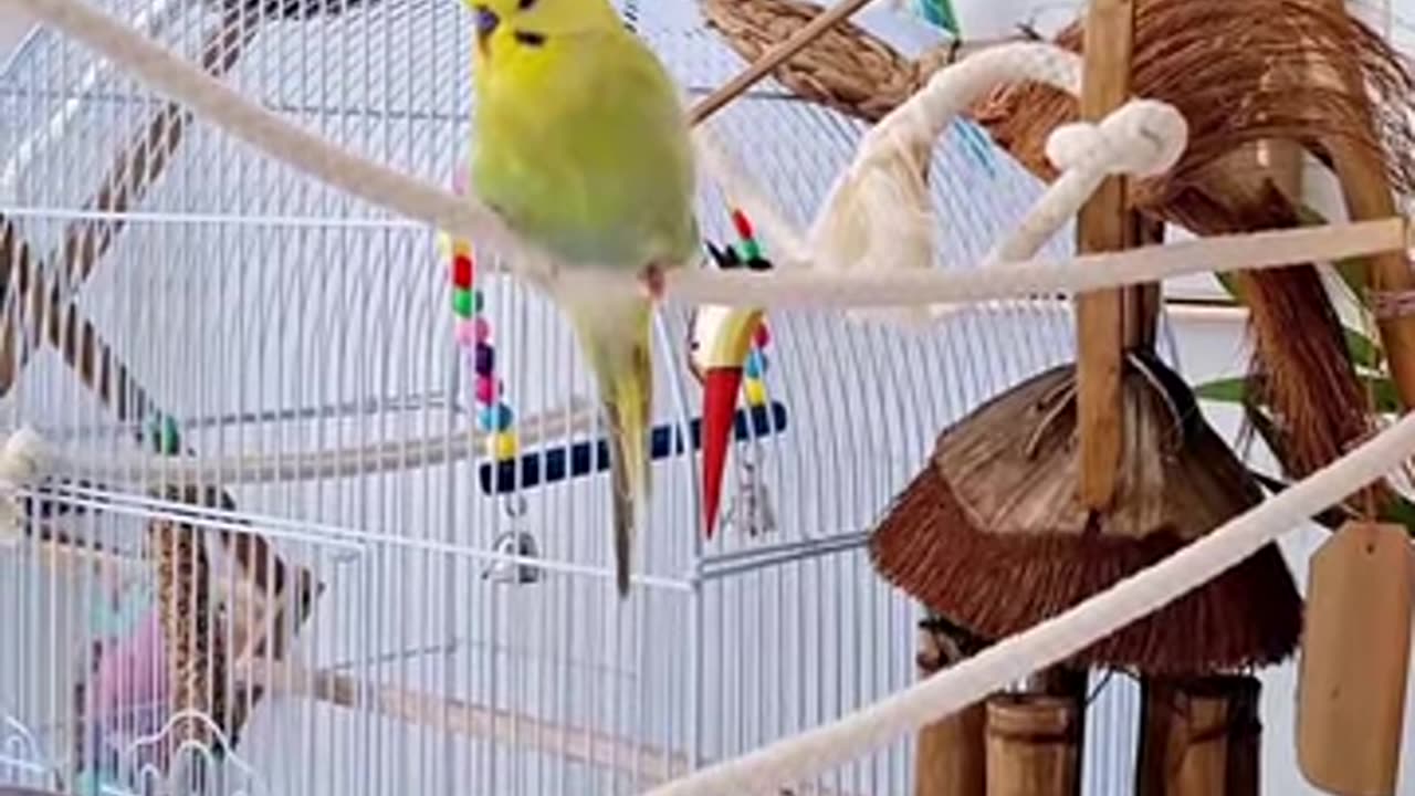HD parrot video viral beauty famous usa canada german reels