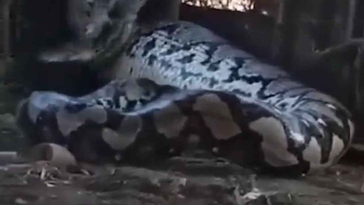 🤯😮 This Cow Was Eaten Alive By... Wait For The Final Result! | FeedMyCuriosity