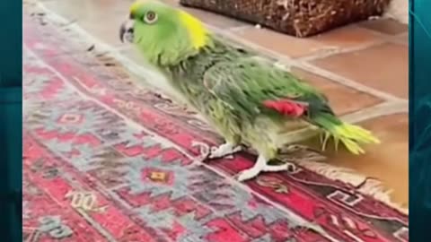 😱👻 You Won't Believe What They Caught on Camera! Skinwalker Bird | TheHauntingHour