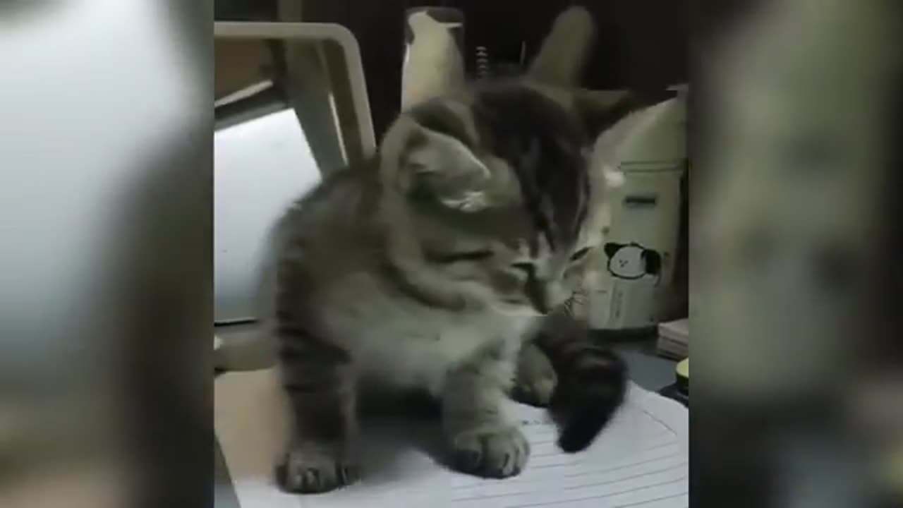 Funny Cat Fighting