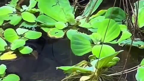 😮🐍 Anaconda Realigning Its Jaw After Having a Wholesome Meal! | FeedMyCuriosity