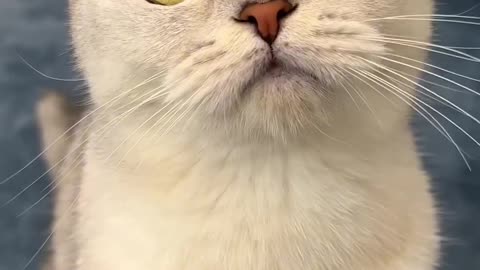 And where do your pets hide their toys? 😂