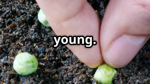 The SHOCKING Benefits of Pigeon Peas No One Talks About!