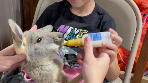 My Son Asked if the Kangaroo Has Autism