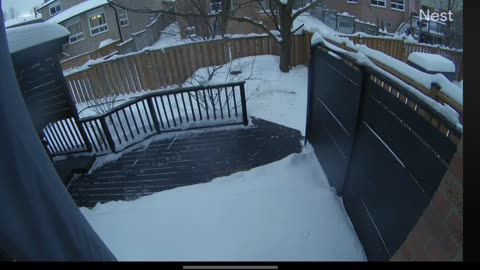 Hawk Atempts to Grab Dog From Backyard