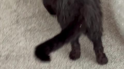 Cute Precious Piper Just Had a Shower - My Adopted Shelter Cat Vlog #shorts