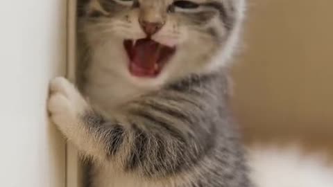 Dog's Comedy Videos 🤣 so cute videos 😍 funny videos in puppies comedy scenes 😂