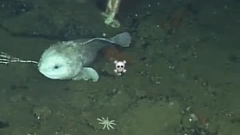 😱👀 Why NASA Said 'Nope' to the Ocean! | TheHauntingHour