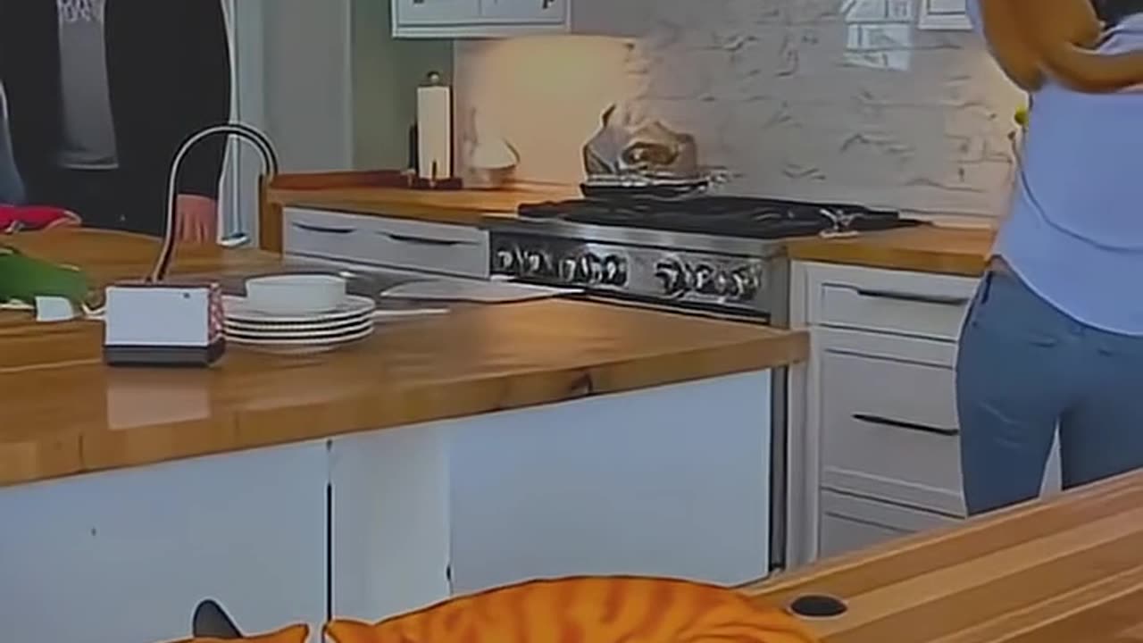 Cat's reaction after seeing a cake in its shape being cut