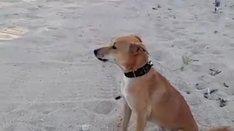 TheBarkChronicles