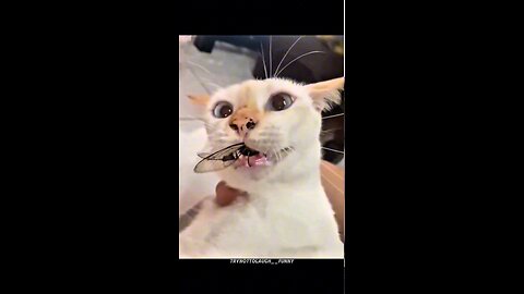 Neuropathic Cat Funny Moments 😹 #Cat #catsoftiktok #funny #fyp #usa