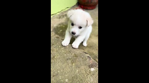 Cute Puppy