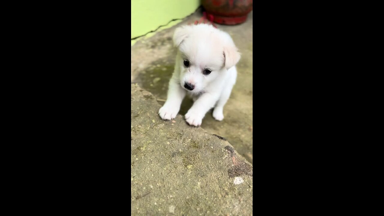 Cute Puppy