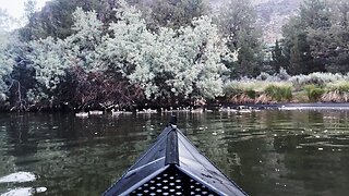 Kayaking (4K) | A Flock of Canadian Geese in the High Desert of Central Oregon @ Lake Billy Chinook!