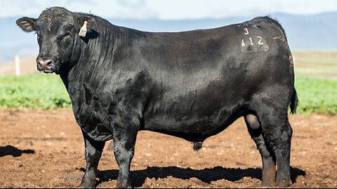 Bulls vs. Steers: Why They're Castrated, Explained in Seconds!