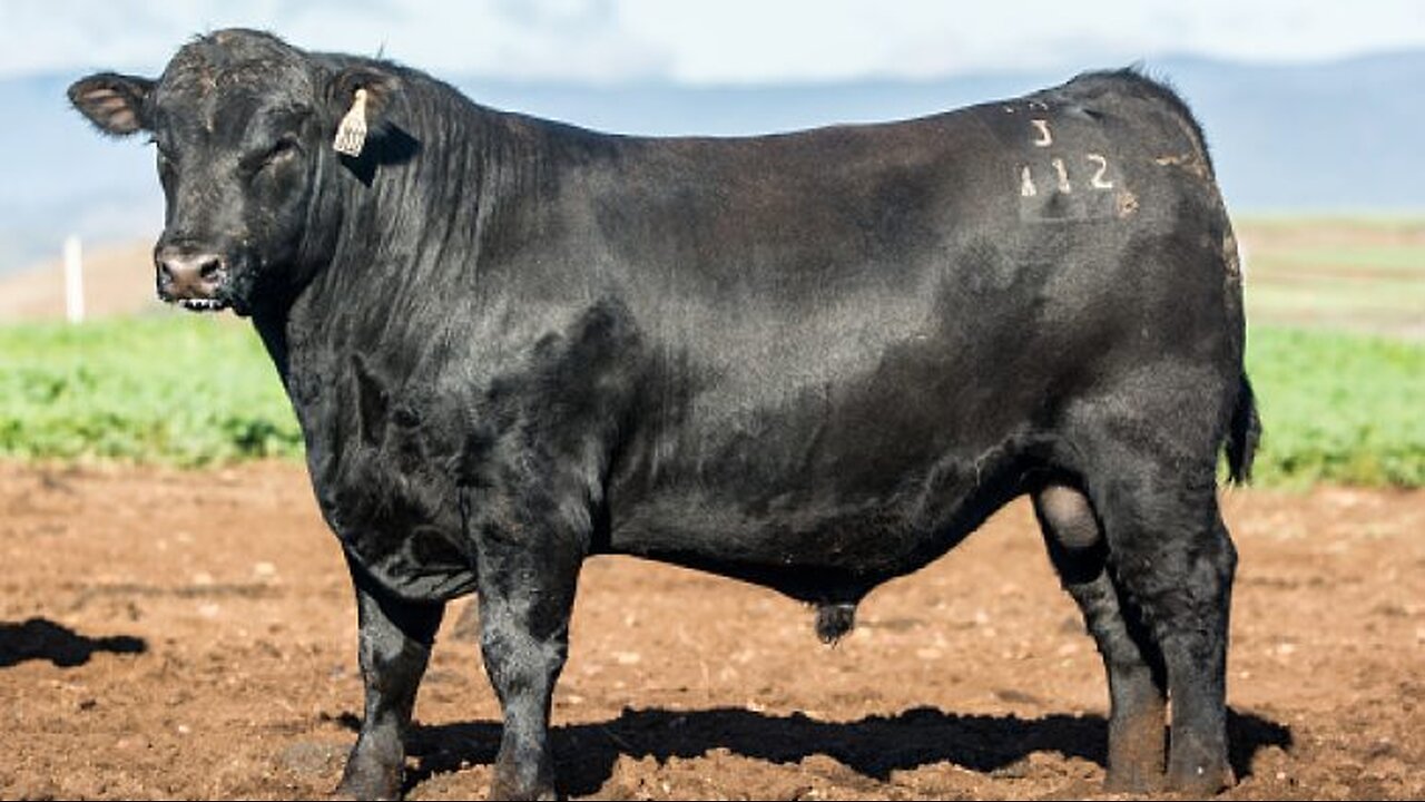 Bulls vs. Steers: Why They're Castrated, Explained in Seconds!