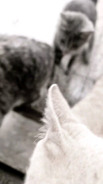 #67 today is raining #76 #cats