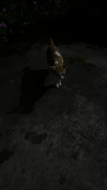 Cute Cat Sitting Quietly at Night – Relaxing Night Vibes