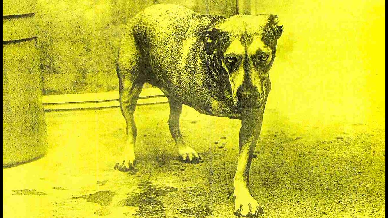 Alice In Chains - ALICE IN CHAINS - Full Album