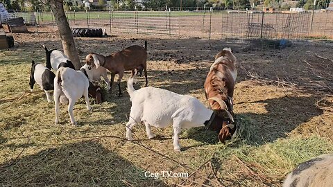 Graham Family Farm NW: 9:30 AM October 6 2025
