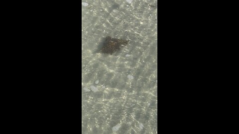 Sea Hare Don’t Care | 4K