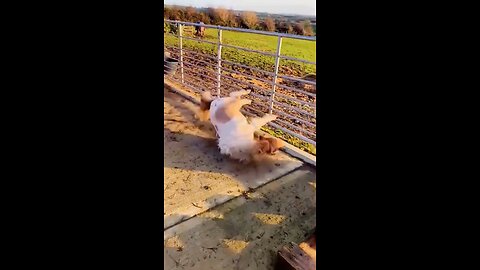 Funny Animal Videos Complination Part-2