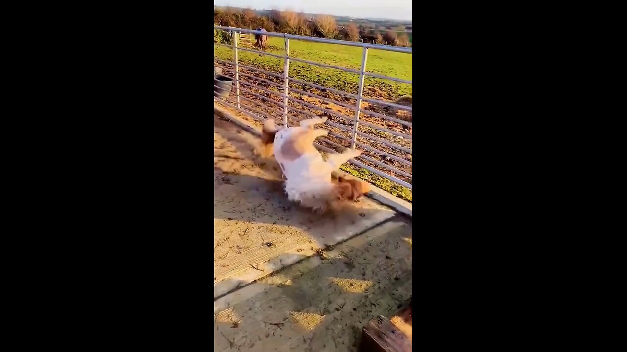 Funny Animal Videos Complination Part-2