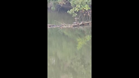 Ducks Napping on a Log