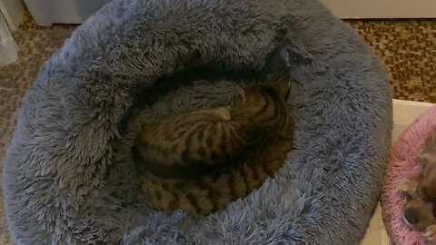 🐈‍⬛ sleeps in the 🐶 bed, and the 🐶 sleeps in the 🐈‍⬛ bed 😂❤️