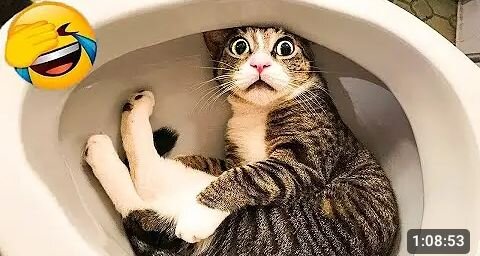 funny animals😂🤣😅 , funny videos 🤣😂 funny cat 🤣😂