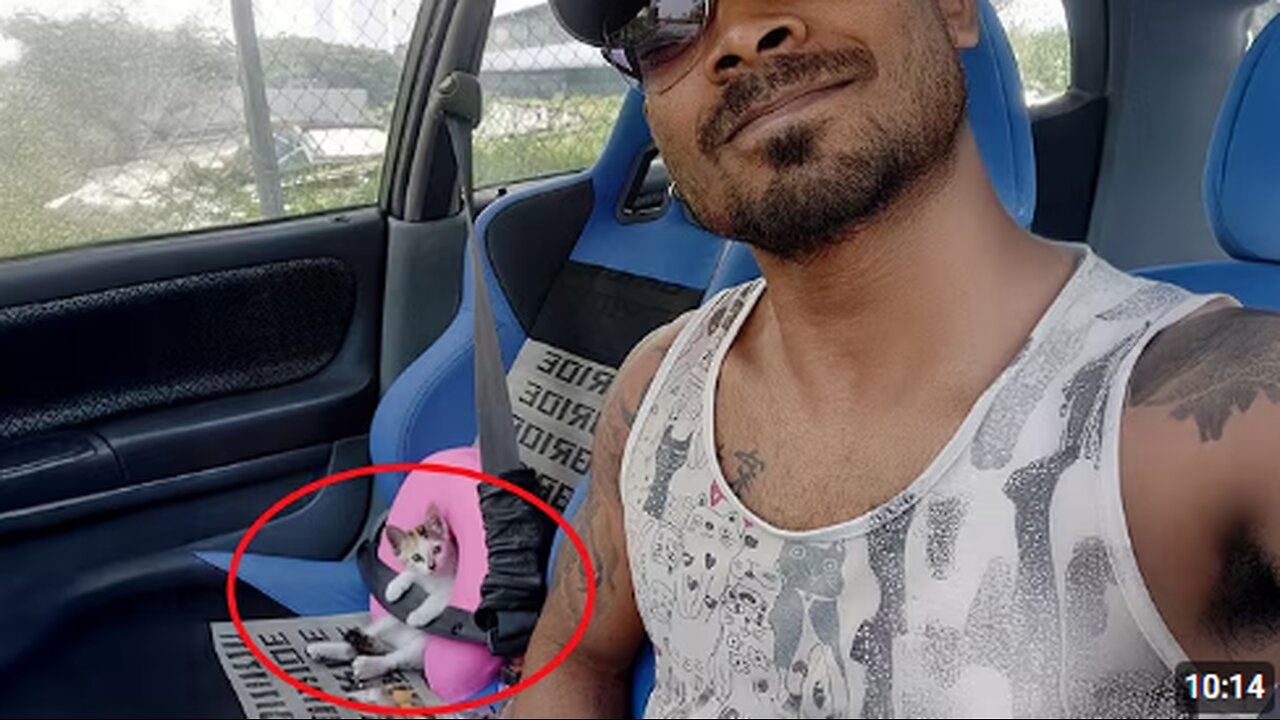 When Comedian Cats Are Imitating Their Human 😂 Funny Cat and Human Videos