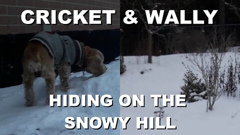 Cricket Hides on the Snowy Hill after a Big Ice & Snow Storm and sniffs the Yellow Snow from Wally