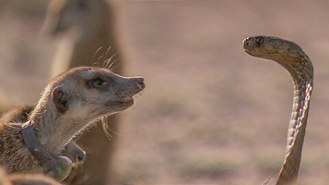 Meerkats vs Robot Cobra