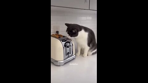 Funny cats