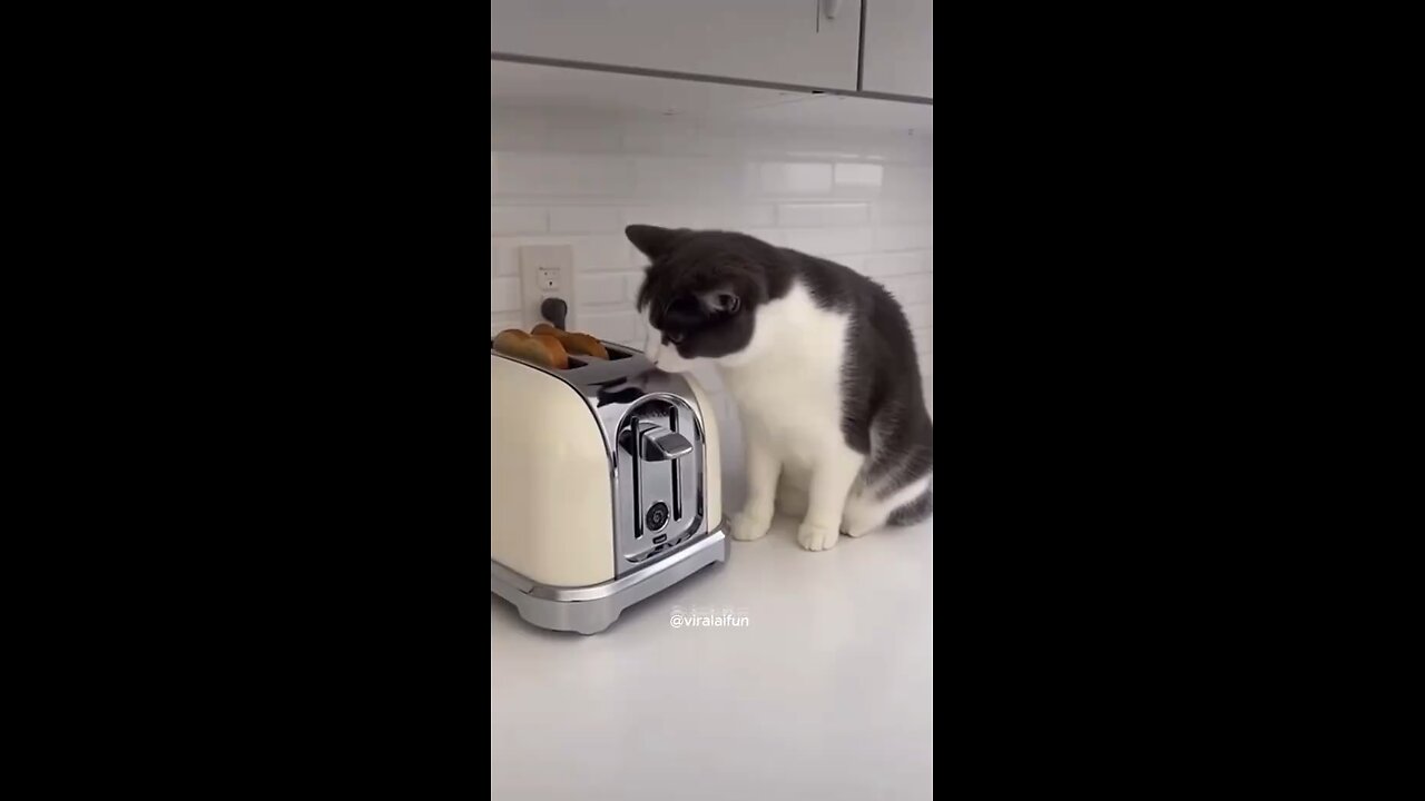 Funny cats