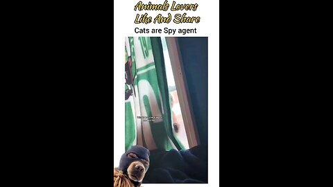 cats are spy agent 😁😁